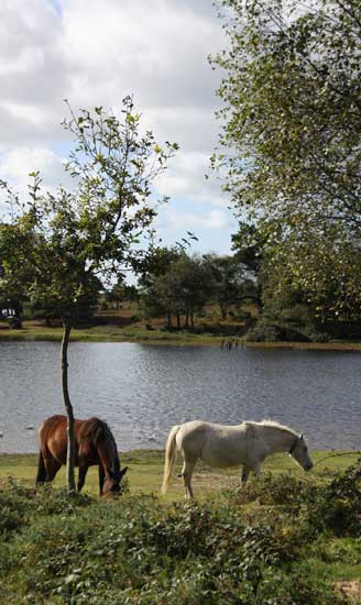 New Forest cottages and lodges for holidays